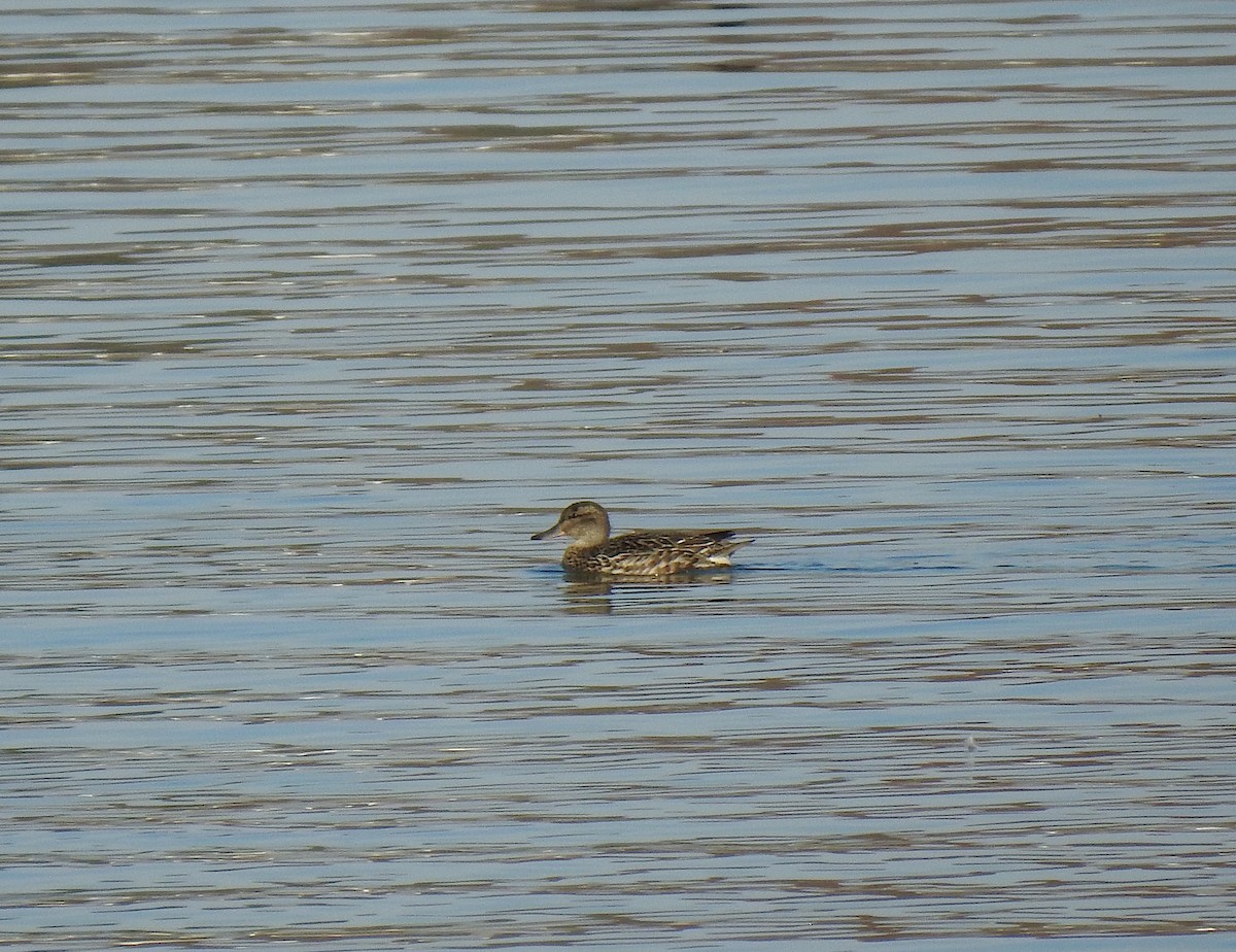 Green-winged Teal - ML278362681