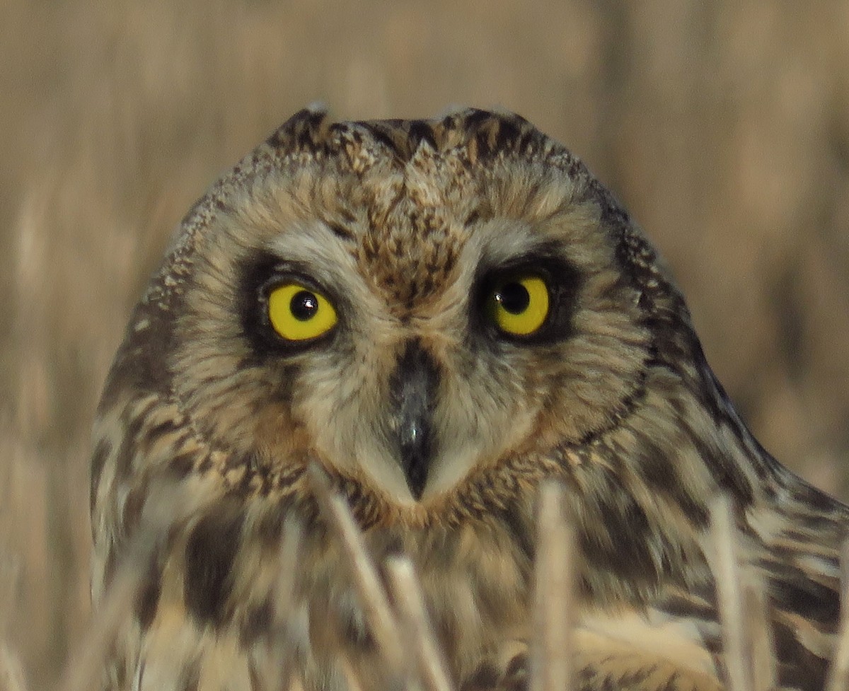 Short-eared Owl - Sergi Sales