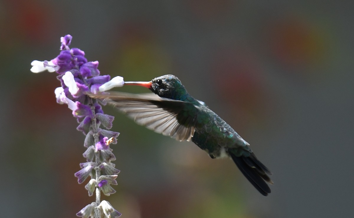Broad-billed Hummingbird - ML278370941