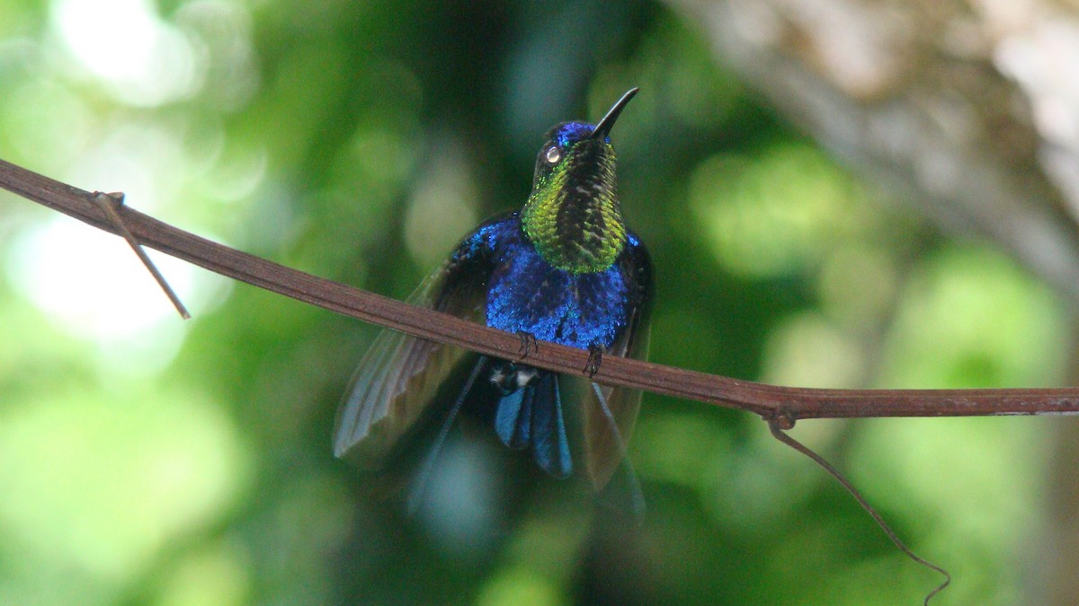 Sapphire-throated Hummingbird - Andrej Bibic