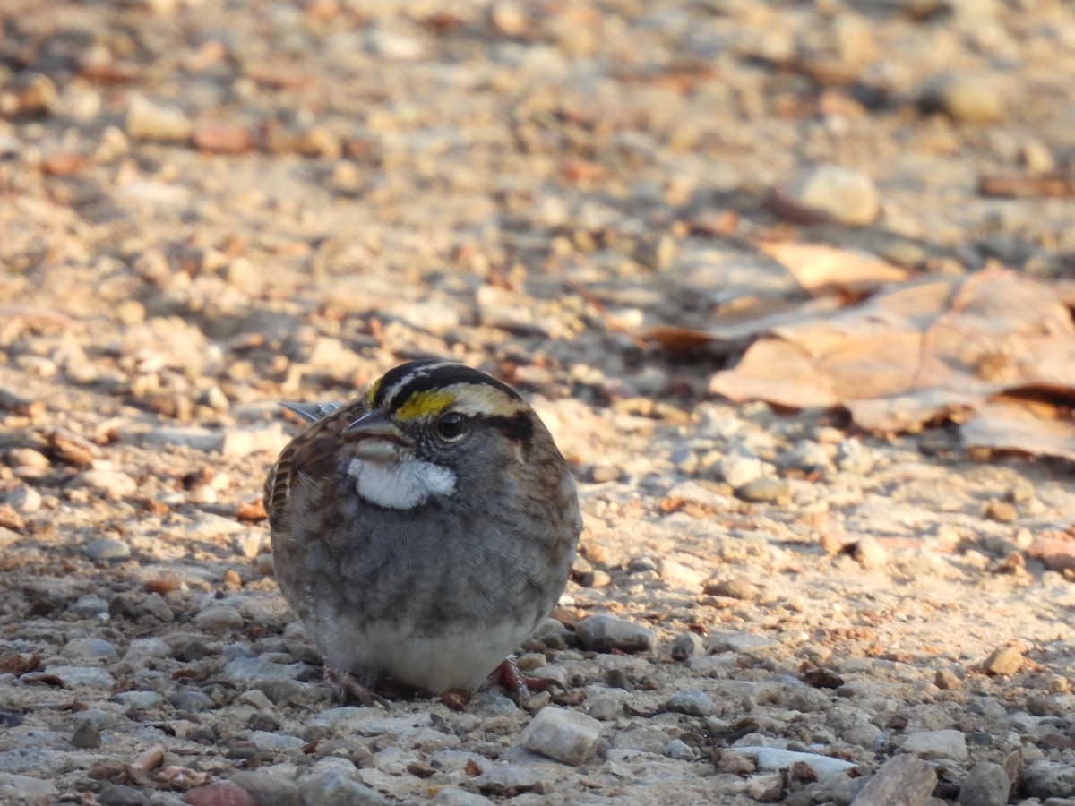 White-throated Sparrow - Henry  Trimpe