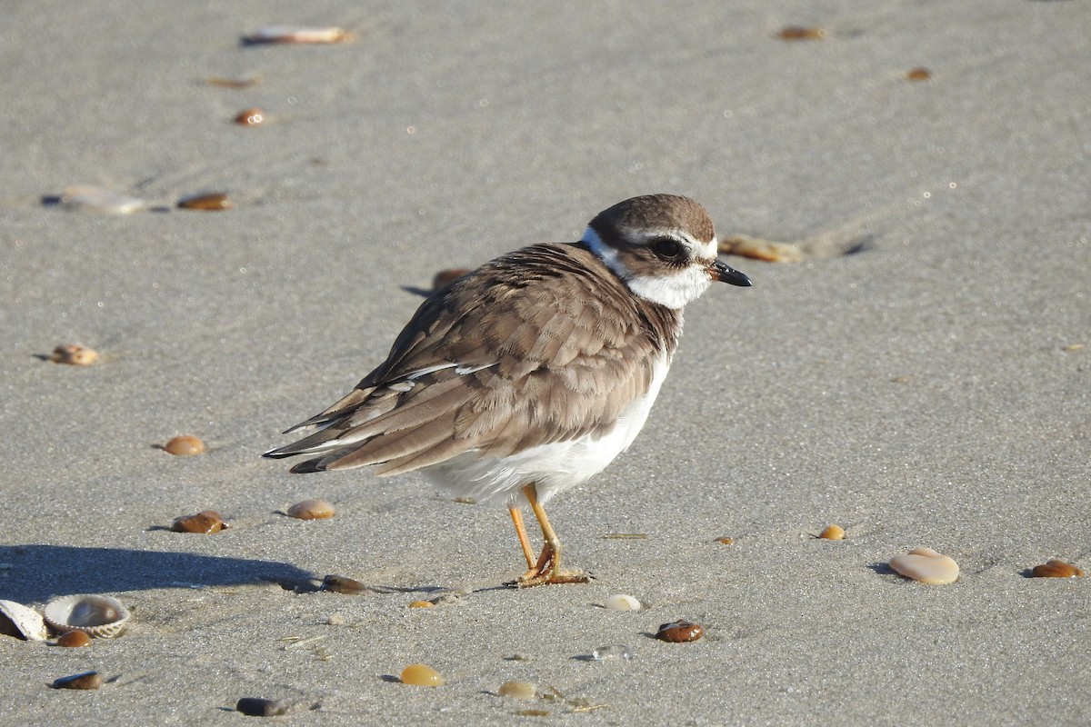 Semipalmated Plover - ML278381451