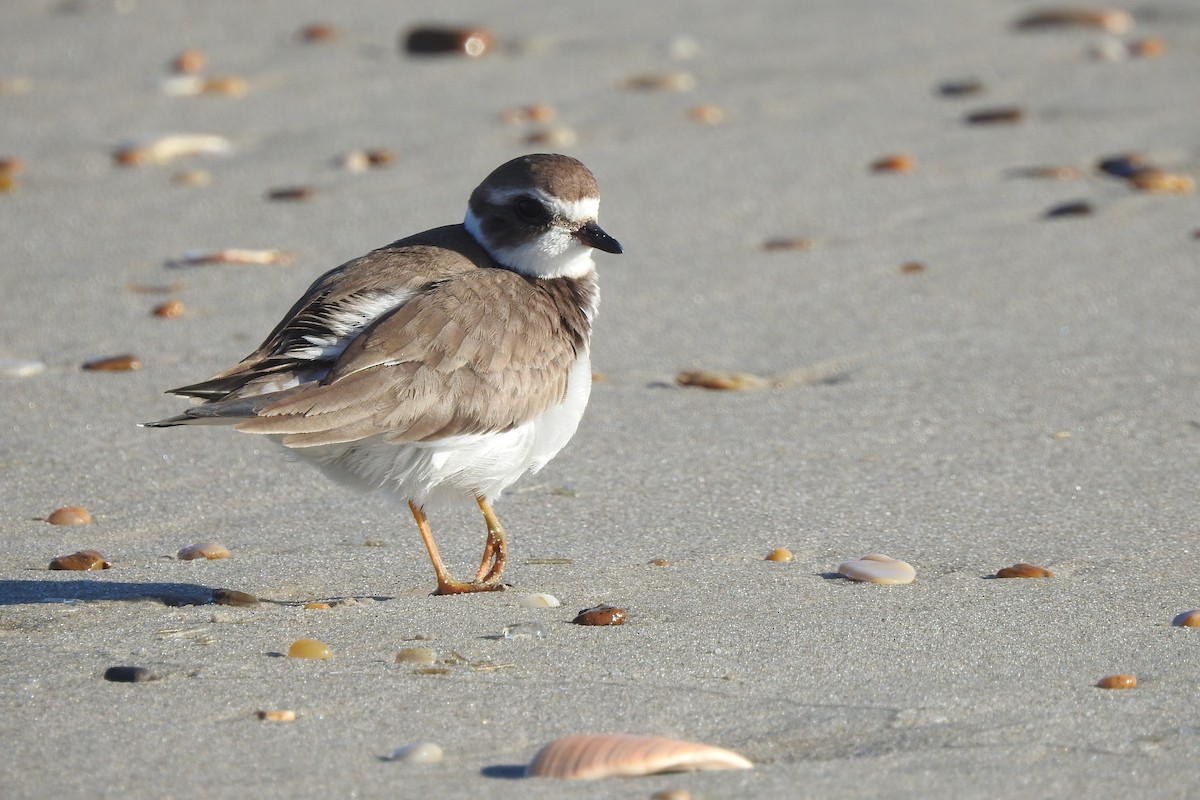 Semipalmated Plover - ML278381521