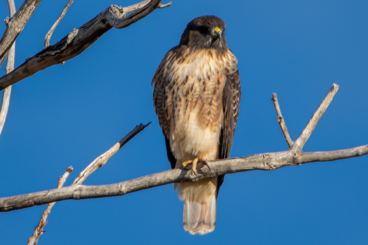Red-tailed Hawk - ML278385691