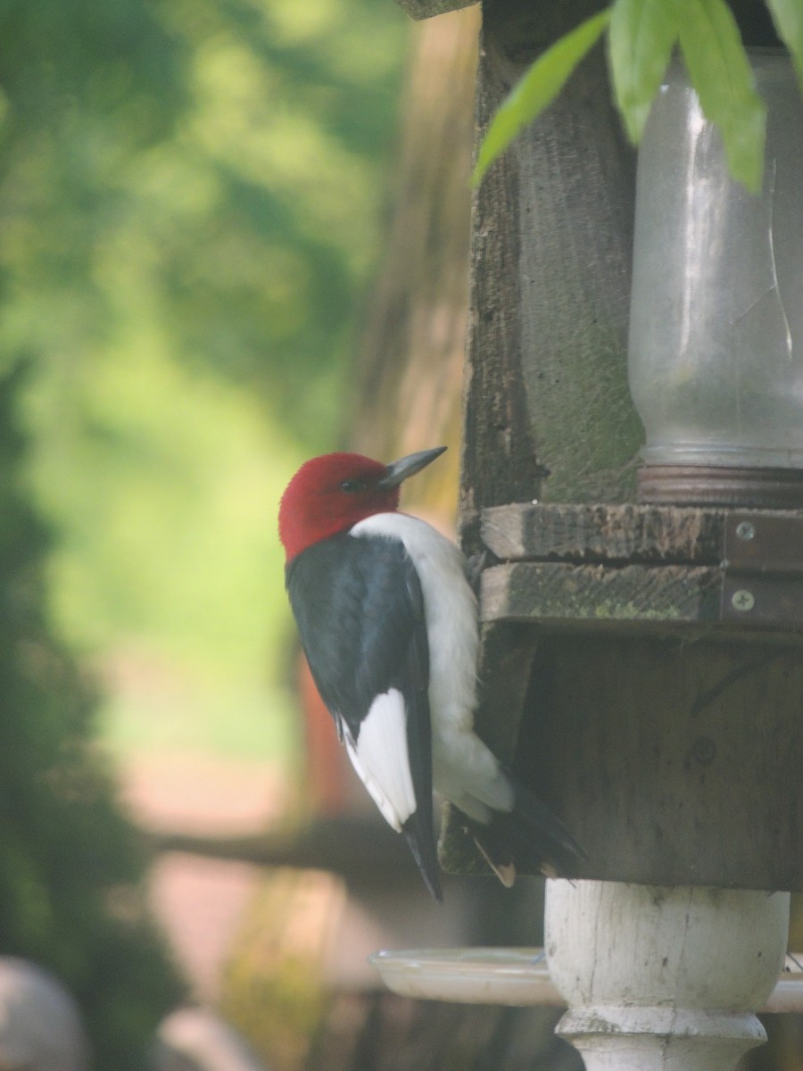 Red-headed Woodpecker - Paul & Koni Fank