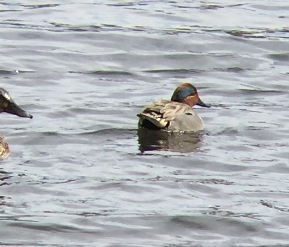 Green-winged Teal - ML27839091