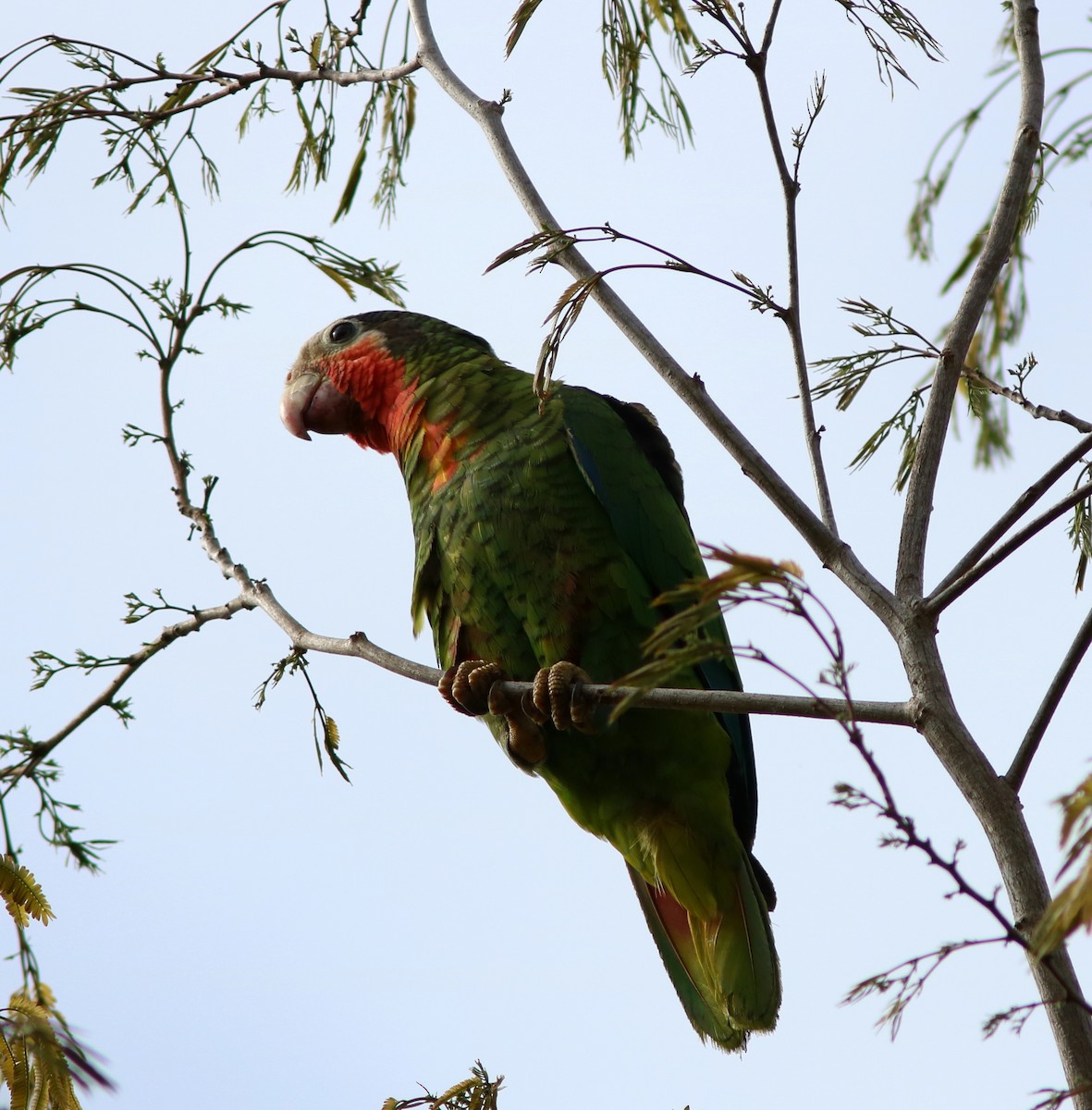 Cuban Parrot (Cuban) - John Drummond
