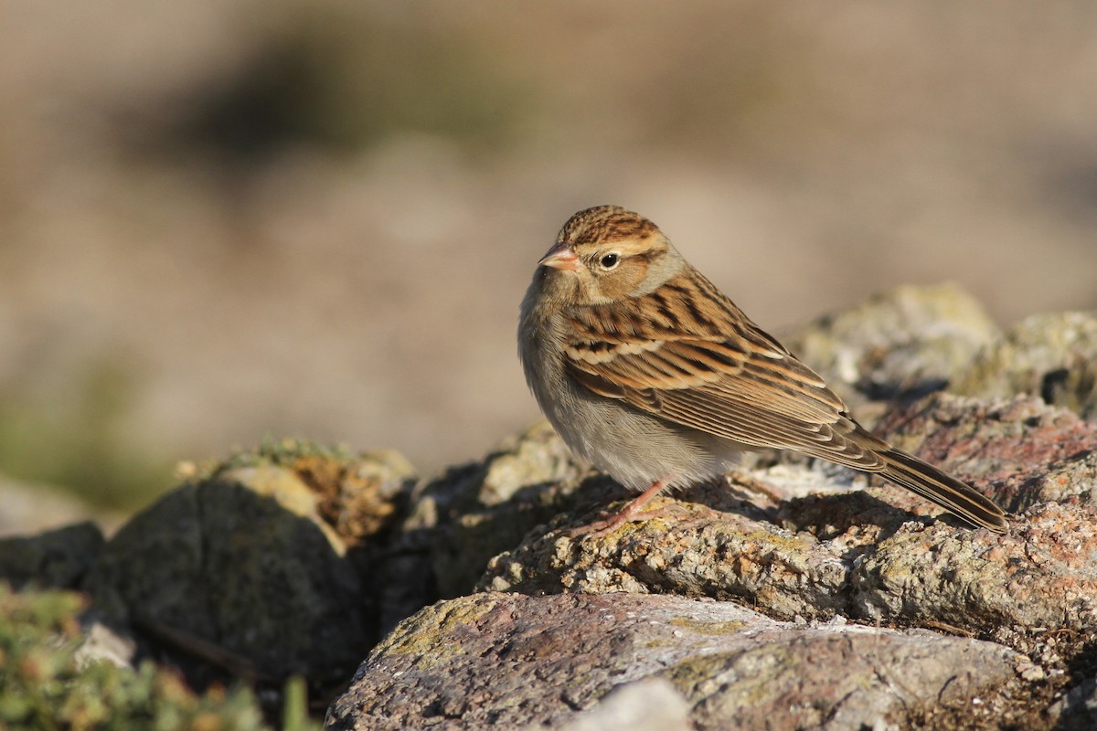 Chipping Sparrow - ML278392611