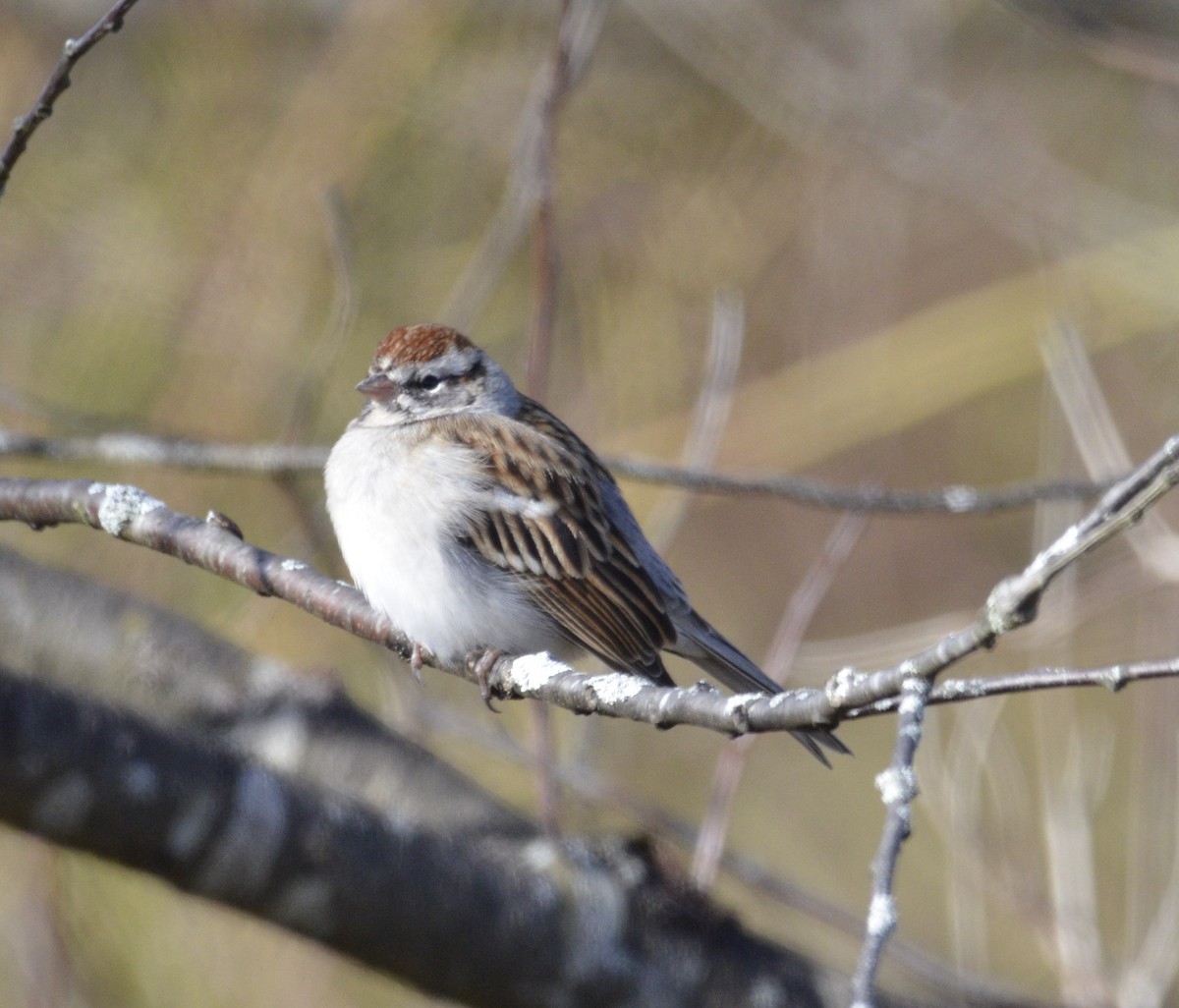 Chipping Sparrow - ML278394021