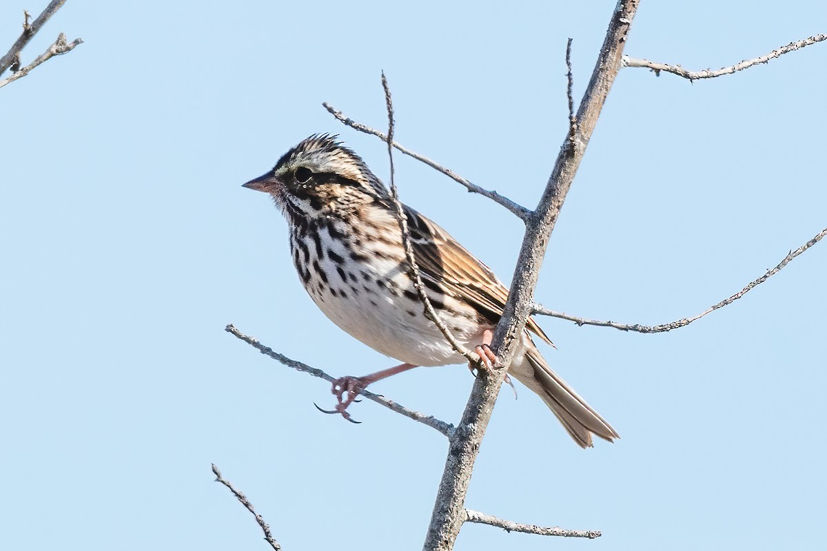 Savannah Sparrow - ML278395991