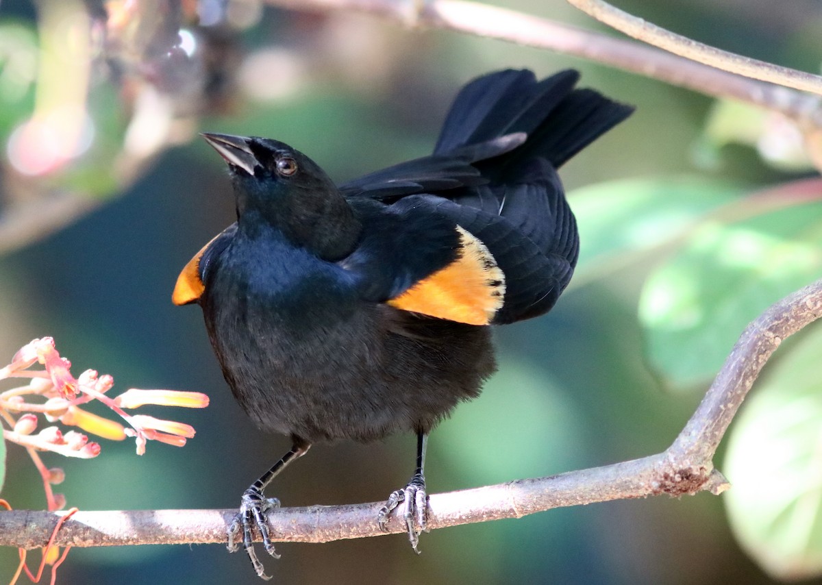 Tawny-shouldered Blackbird - John Drummond