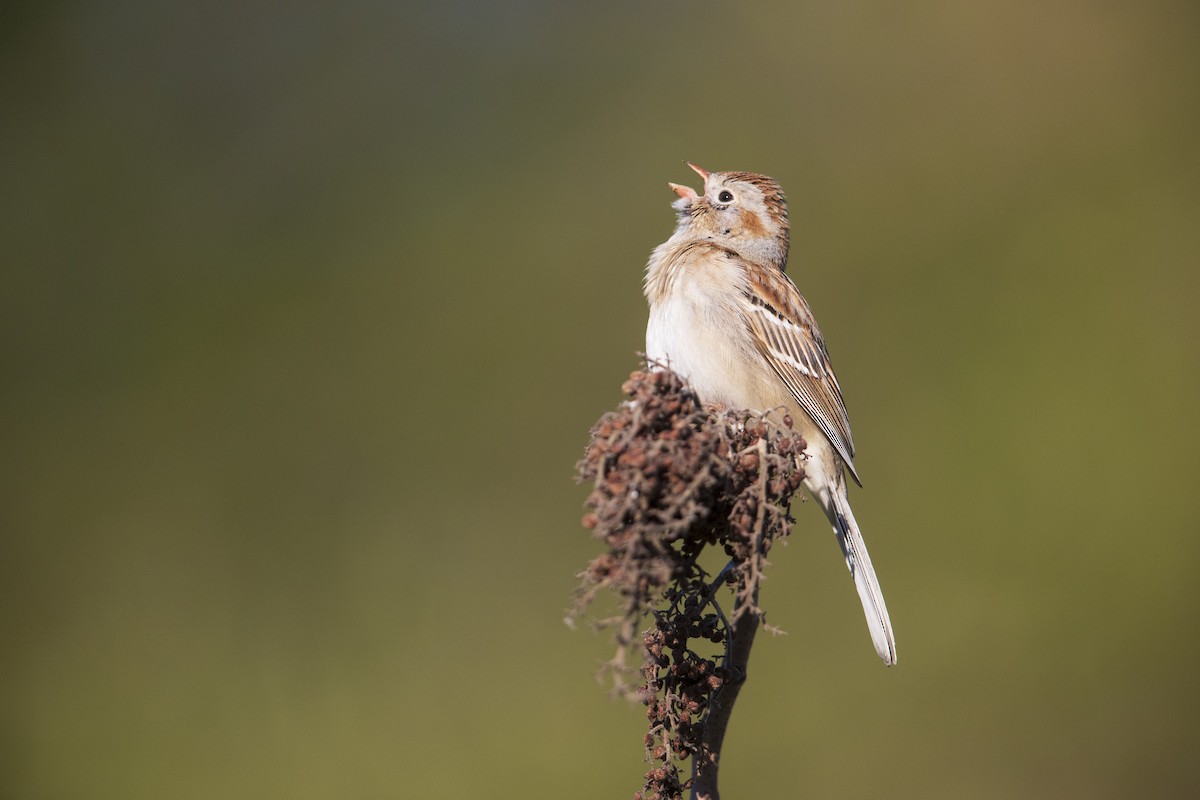 Field Sparrow - Michael Stubblefield