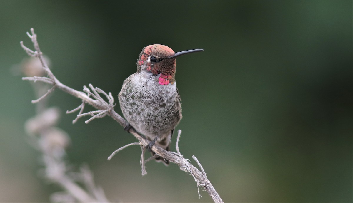 Anna's Hummingbird - Jim Tietz