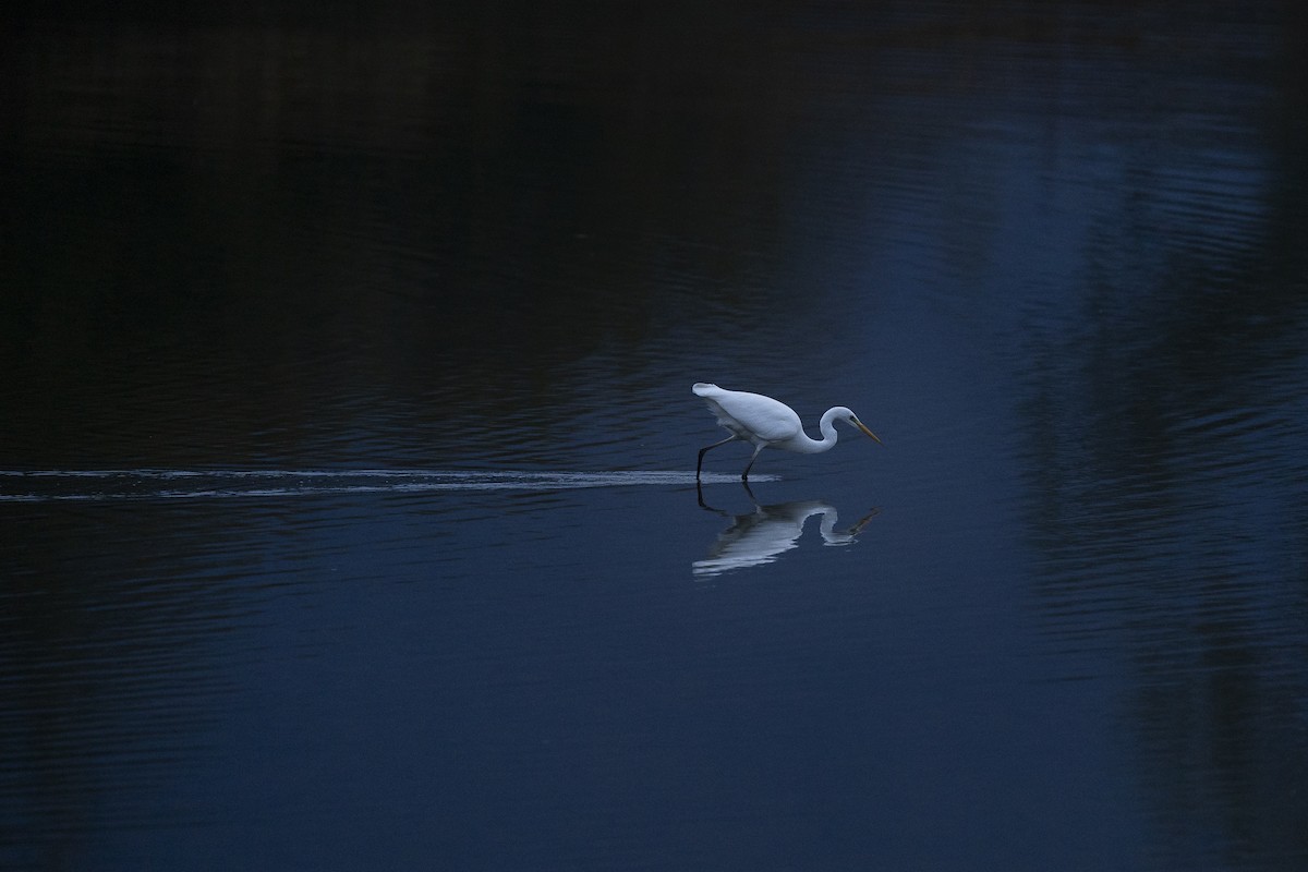 Great Egret (alba) - Jérémy Calvo