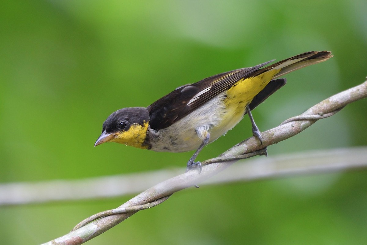Yellow-backed Tanager - ML278422641