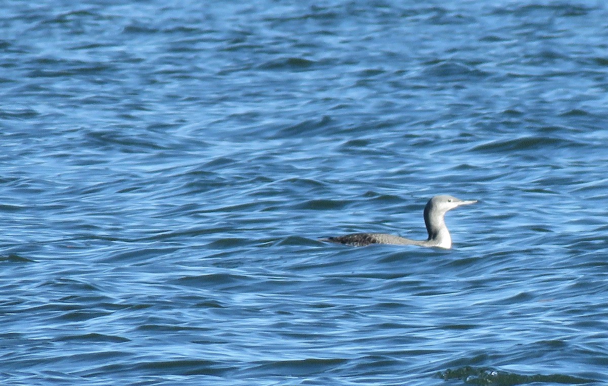 Red-throated Loon - Burke Angstman