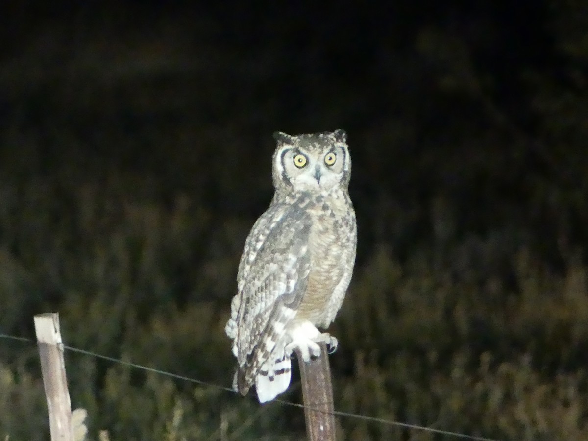 Spotted Eagle-Owl - ML278429971