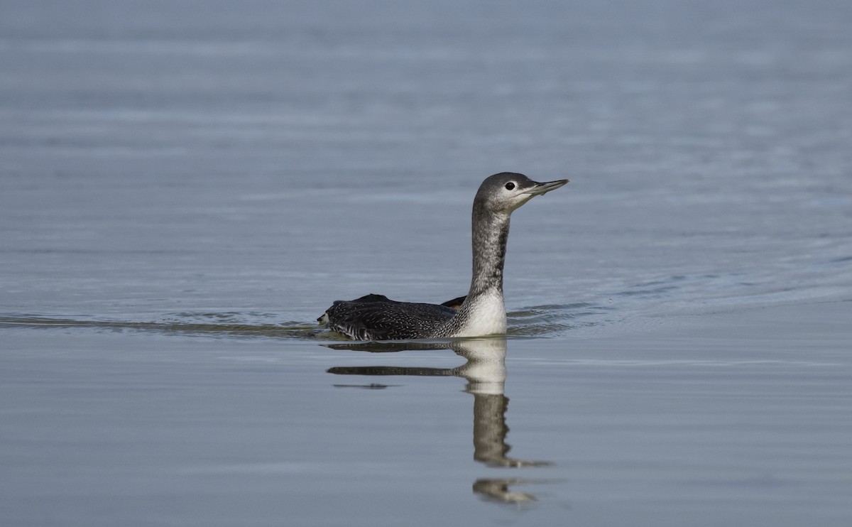 Red-throated Loon - Jeff Graham