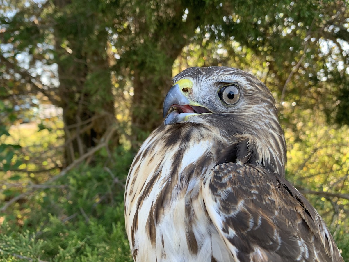 Red-shouldered Hawk (lineatus Group) - Alex Lamoreaux