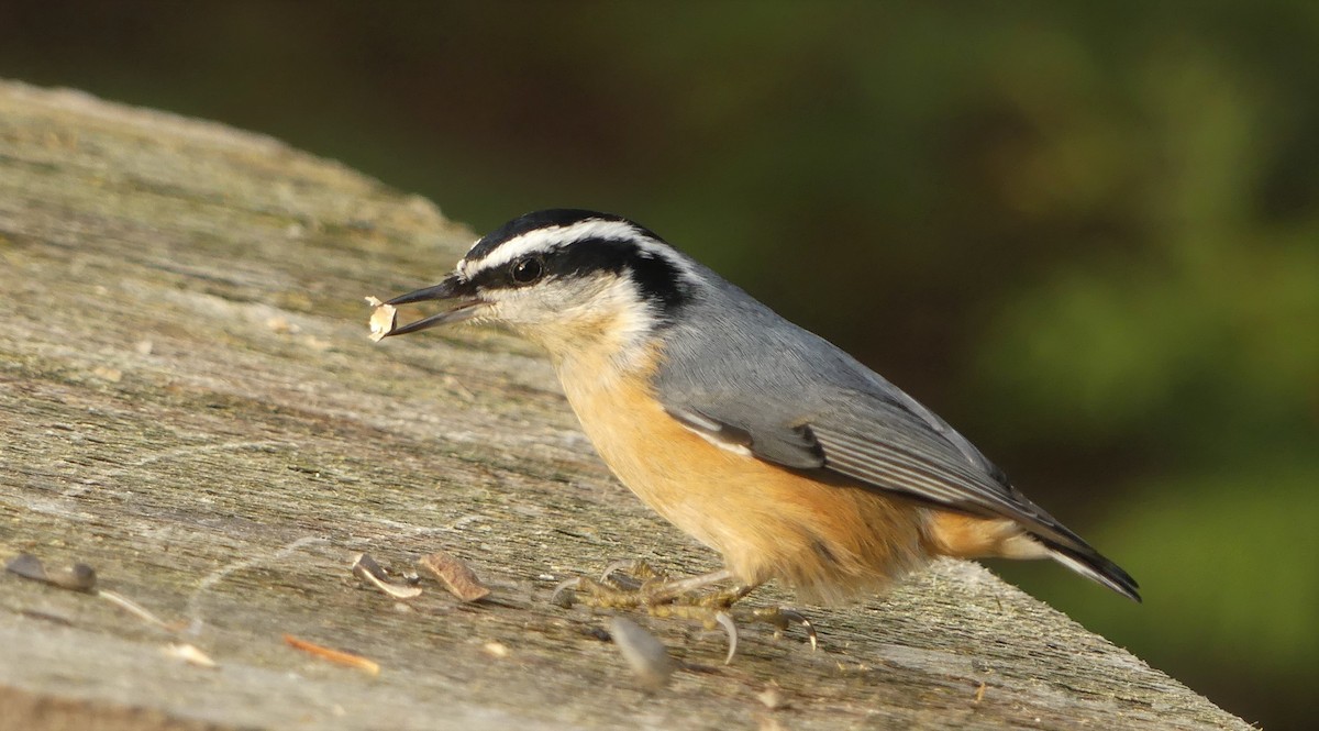 Red-breasted Nuthatch - ML278434481