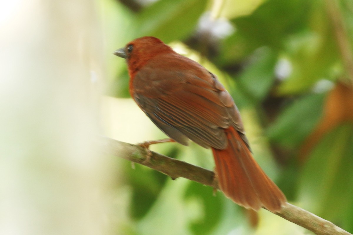 Red-throated Ant-Tanager - ML27844271