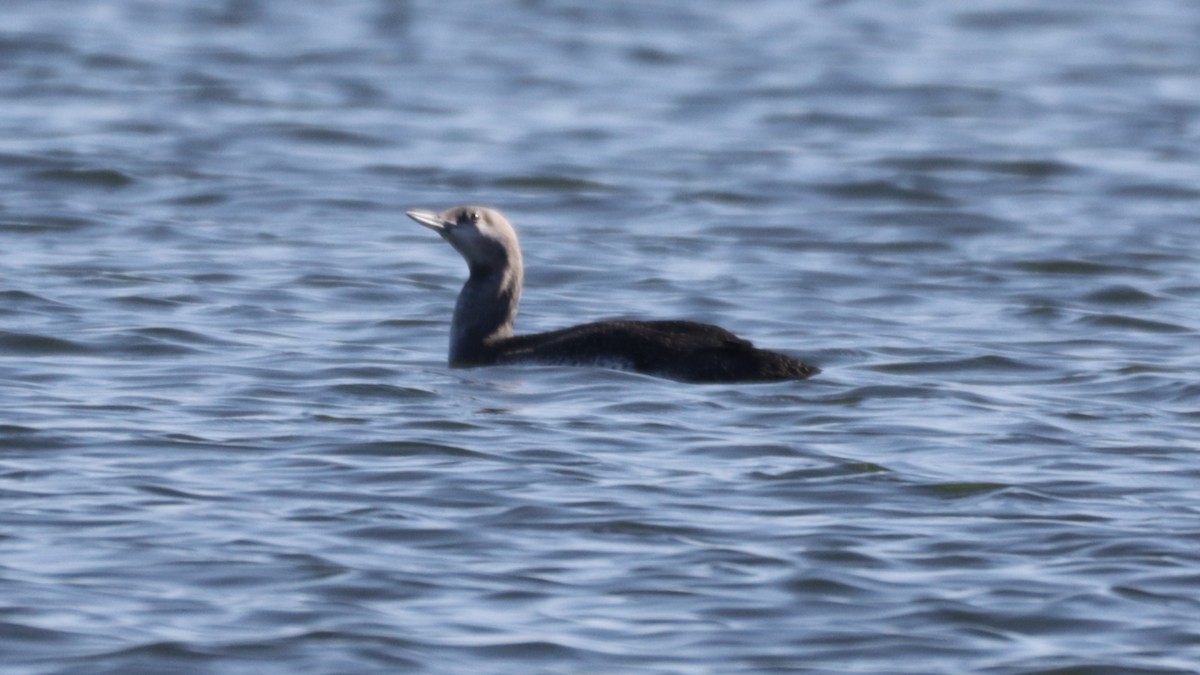 Red-throated Loon - ML278445831