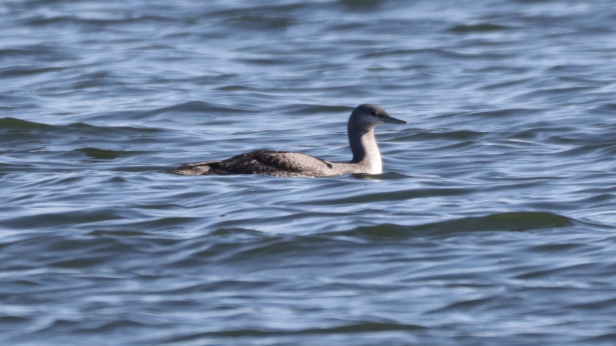 Red-throated Loon - ML278445841