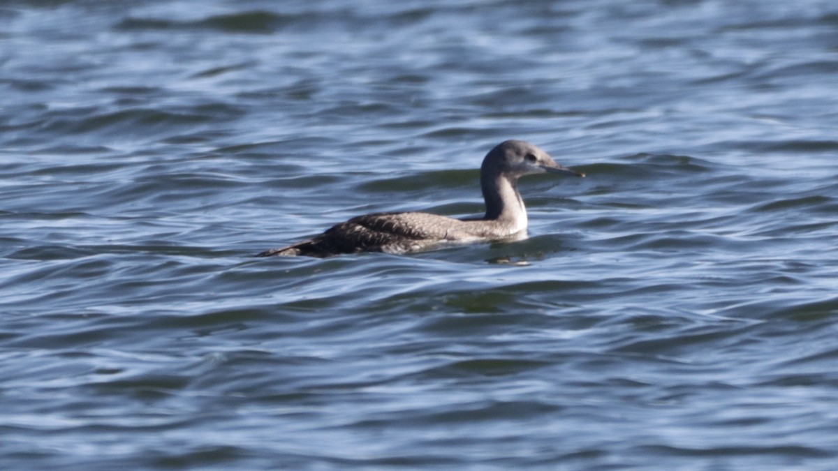 Red-throated Loon - ML278445851
