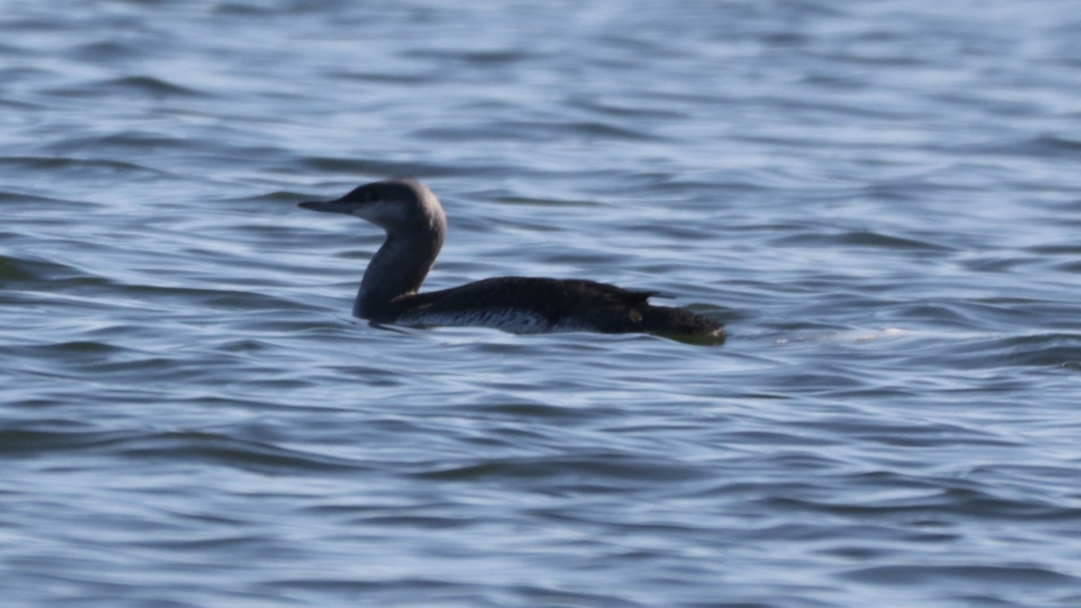 Red-throated Loon - ML278445881