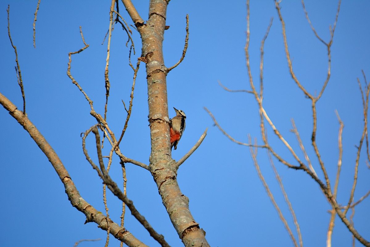 Great Spotted Woodpecker - ML278447161
