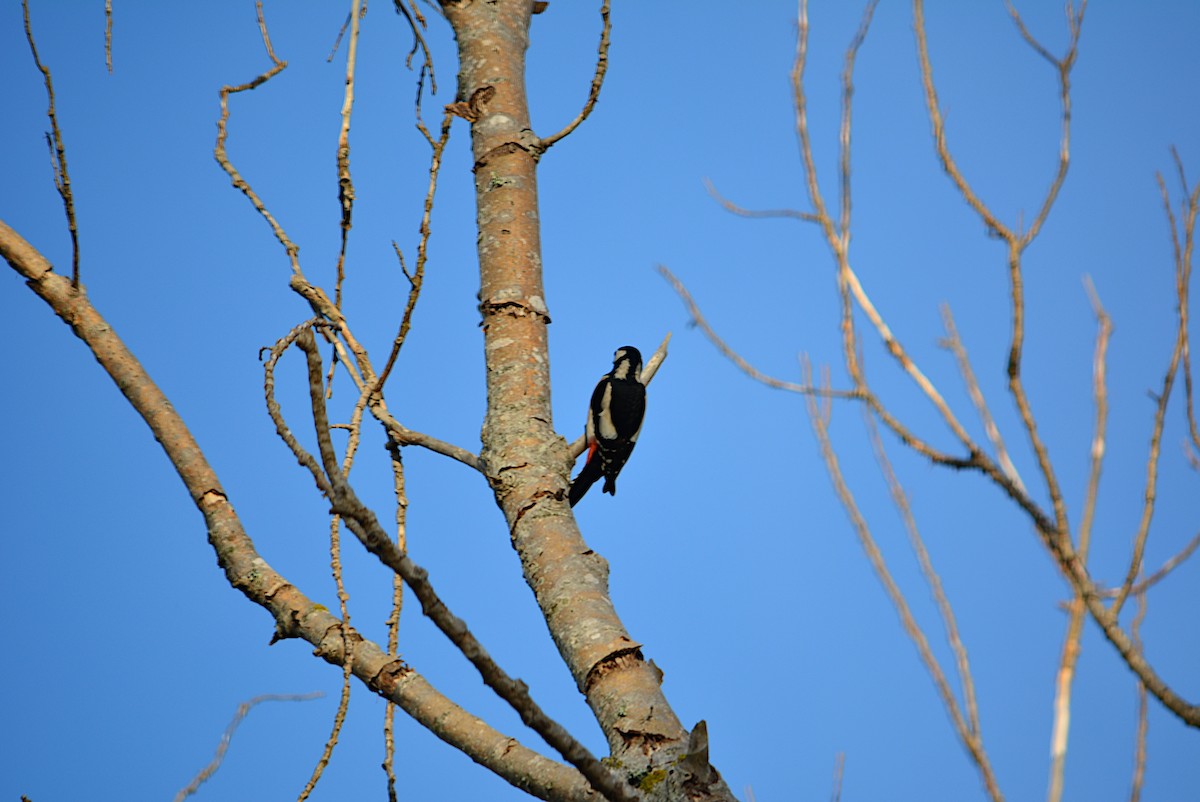 Great Spotted Woodpecker - ML278447371