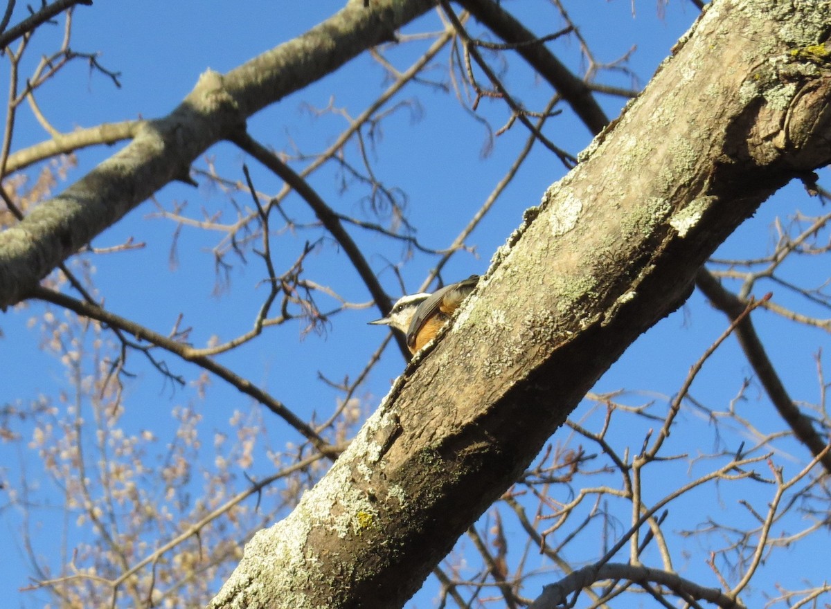 Red-breasted Nuthatch - ML278448611