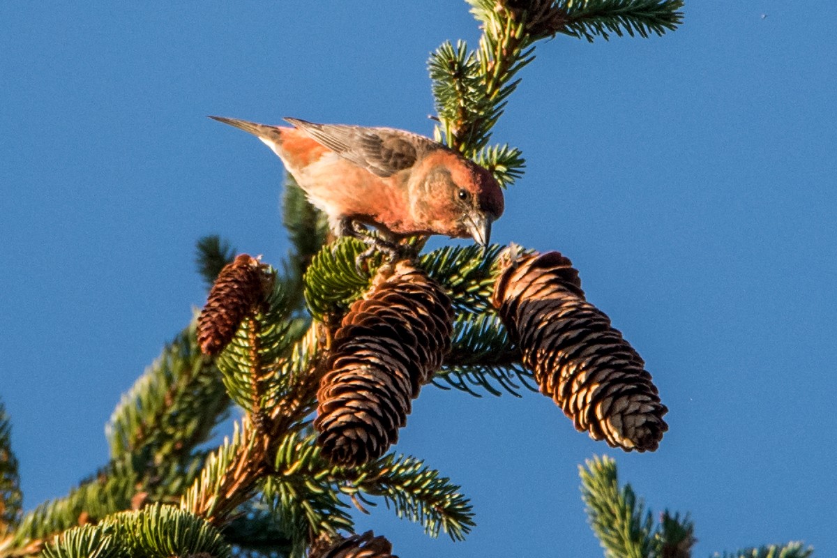 Red Crossbill (Northeastern or type 12) - Sue Barth
