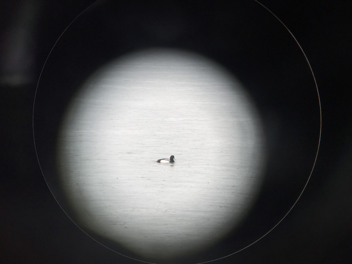 Greater Scaup - ML27845581