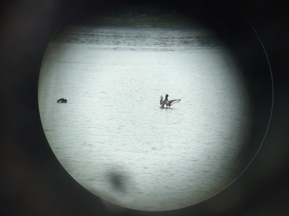 Greater Scaup - ML27845591