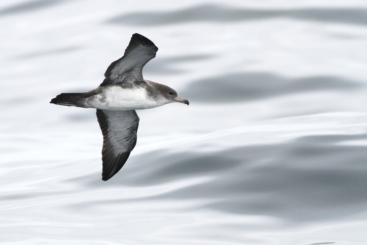 Pink-footed Shearwater - ML278457711