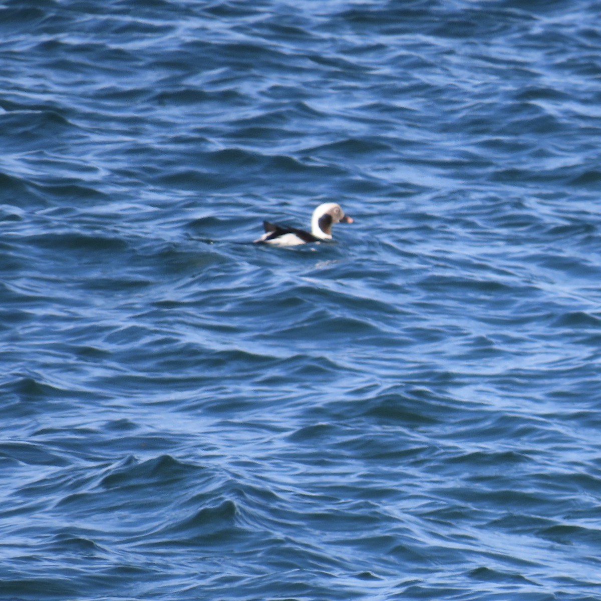 Long-tailed Duck - ML278459161