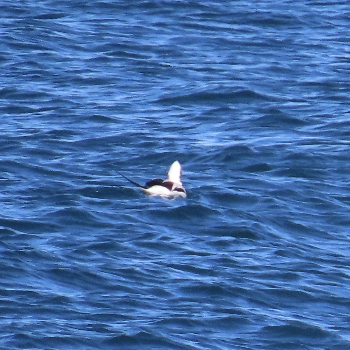 Long-tailed Duck - ML278459551