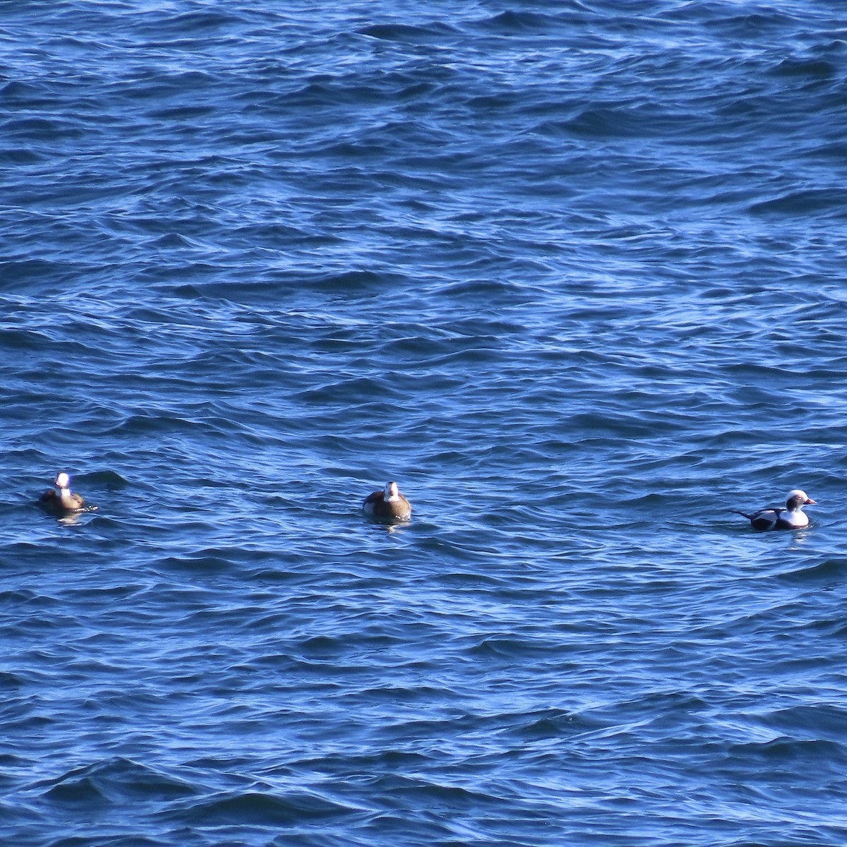 Long-tailed Duck - ML278459651