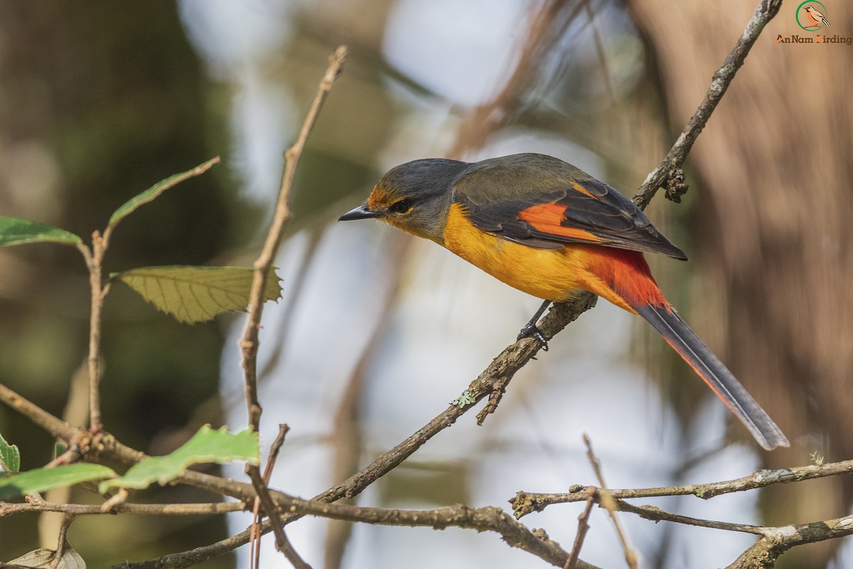 Long-tailed Minivet - Dinh Thinh