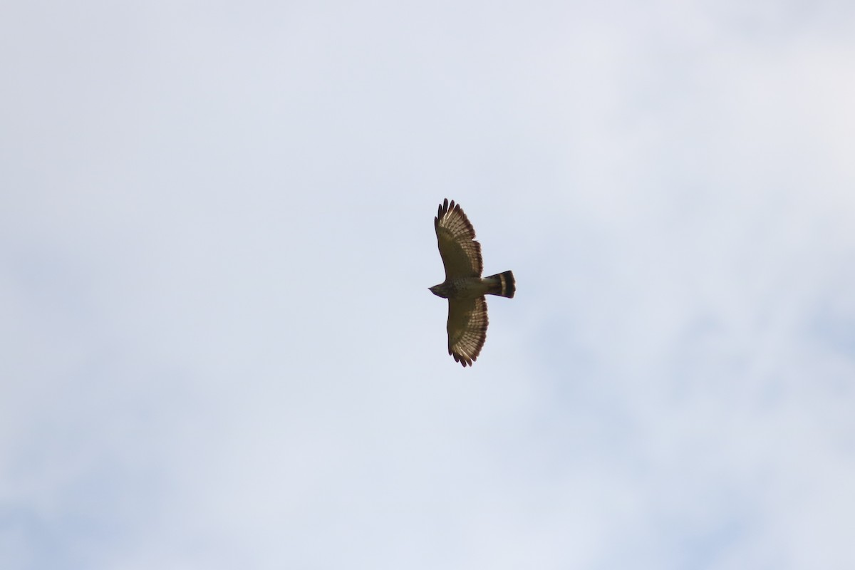 Broad-winged Hawk (Caribbean) - John Drummond