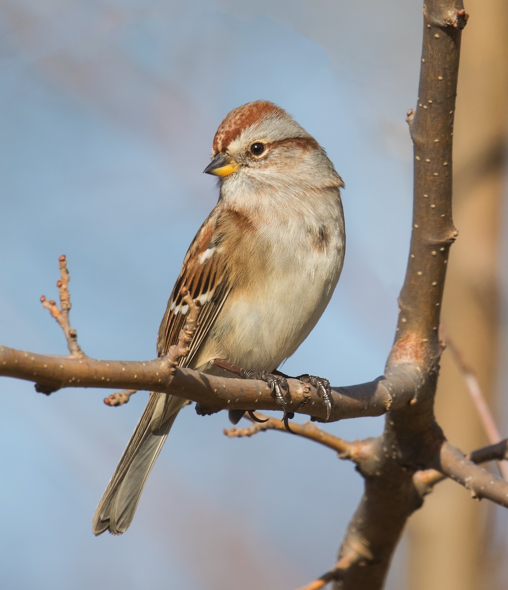 American Tree Sparrow - Darlene Friedman