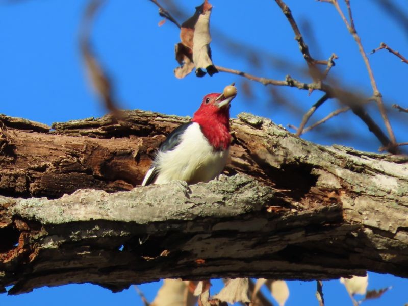 Red-headed Woodpecker - ML278471921