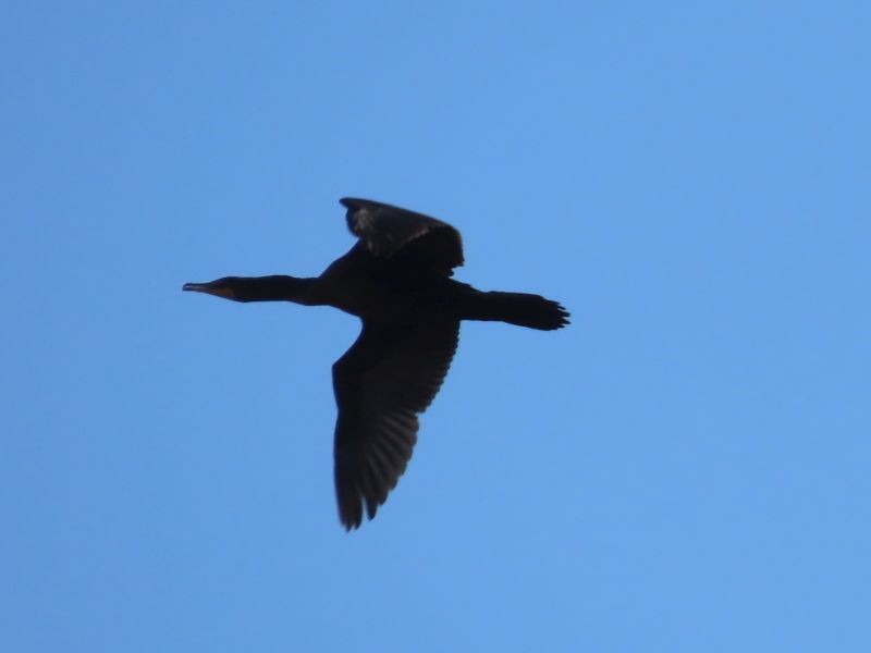 Double-crested Cormorant - Tracy The Birder