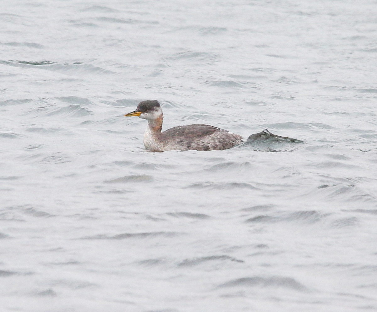 Red-necked Grebe - Charles Fitzpatrick
