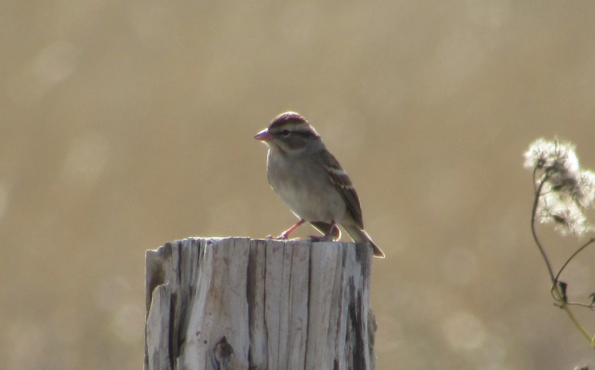 Chipping Sparrow - Andrew Orgill