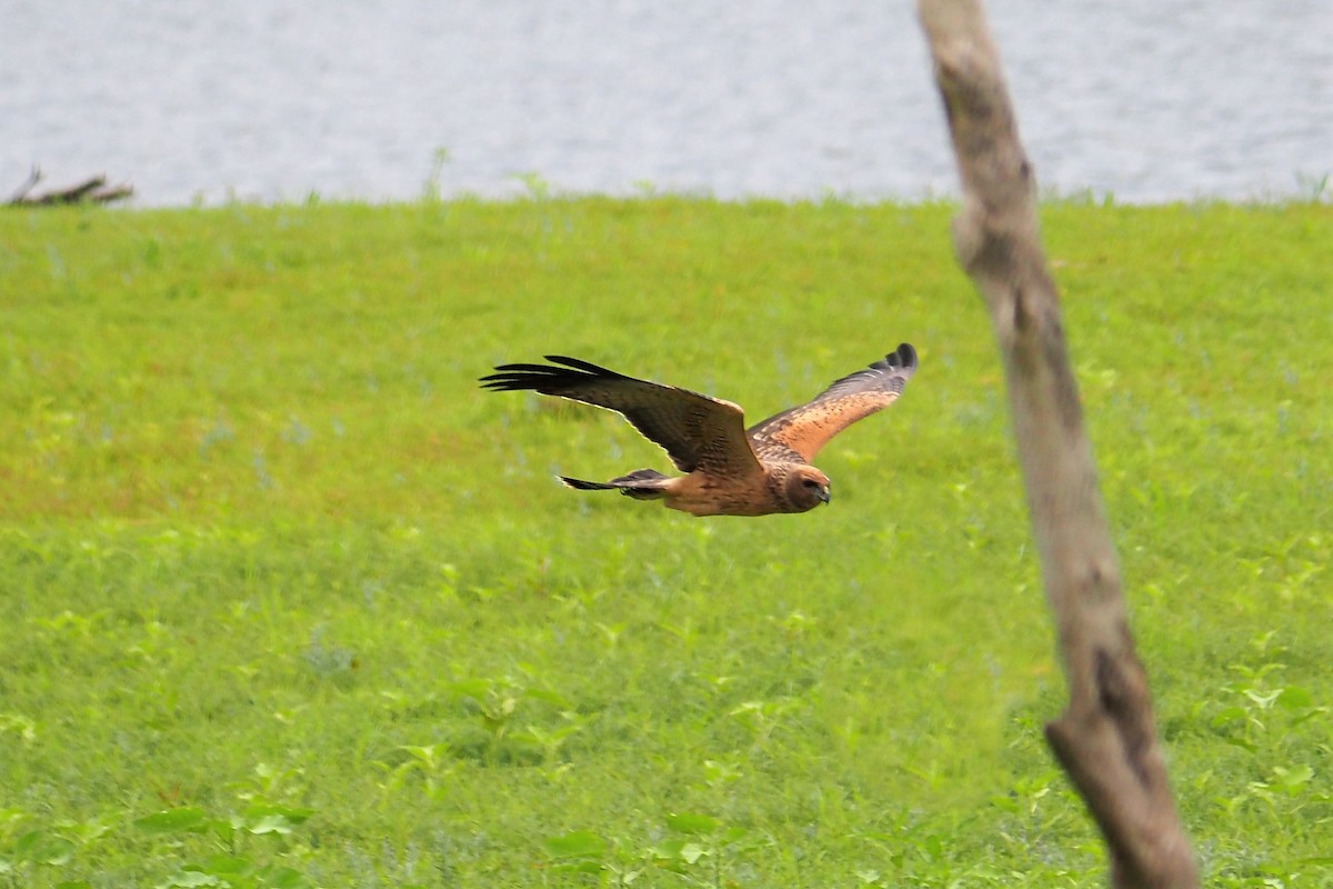 Spotted Harrier - ML278474151