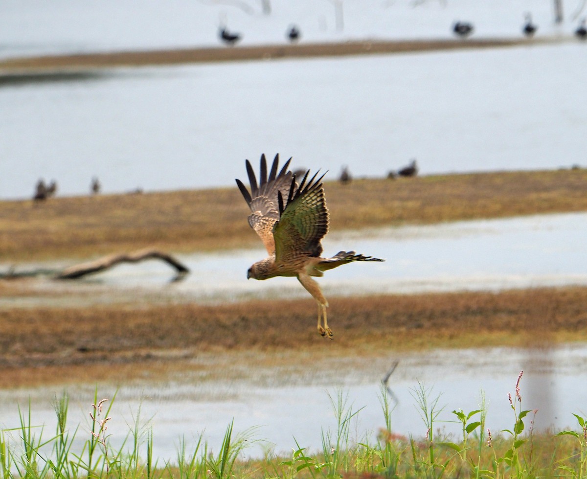 Spotted Harrier - ML278474251