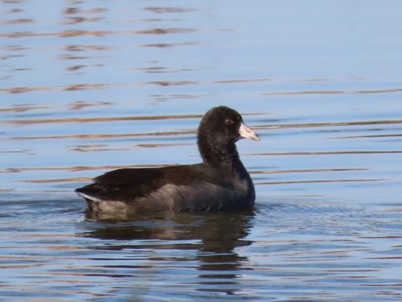 American Coot - Tracy The Birder