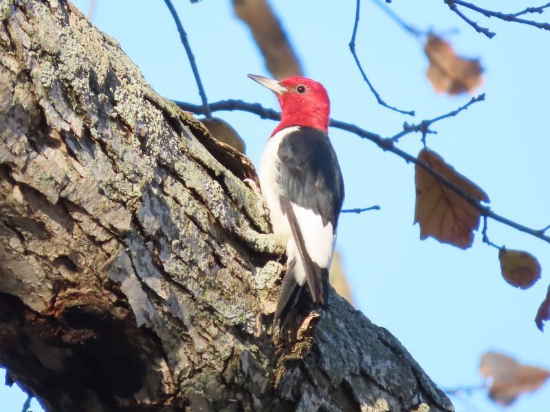 Red-headed Woodpecker - ML278474791